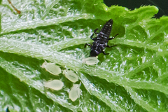 Aphis coreopsidis