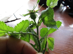 Rosa × kamtschatica