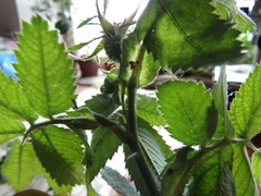 Rosa × kamtschatica