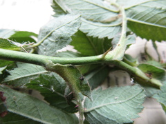 Rosa × kamtschatica