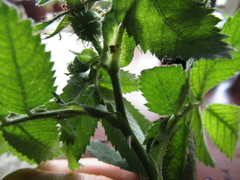 Rosa × kamtschatica