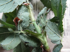 Rosa × kamtschatica