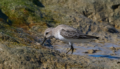 Calidris alpina