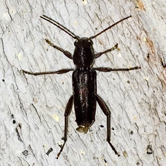 Xylotrechus sagittatus