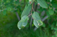 Podosphaera amelanchieris