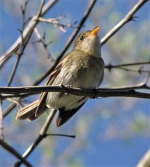 Lathrotriccus euleri