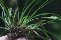 Carex backii