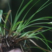 Carex backii - Photo (c) Don Sutherland, alguns direitos reservados (CC BY-NC), uploaded by Don Sutherland