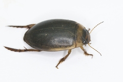 Rhantus bistriatus