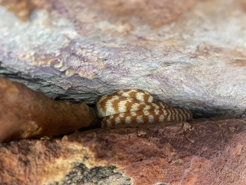 Brown Tree Snake sighting