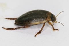 Rhantus bistriatus