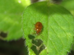 Neocrepidodera transversa