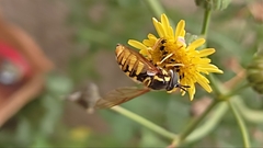 Chrysotoxum cautum