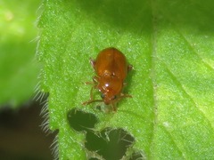 Neocrepidodera transversa