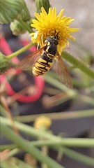 Chrysotoxum cautum