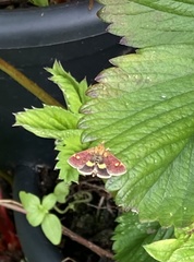 Pyrausta aurata