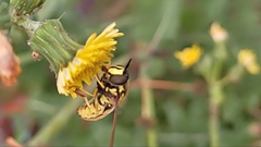Chrysotoxum cautum