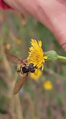Chrysotoxum cautum