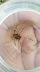 Zachaeus crista