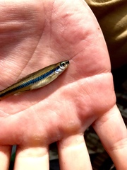 Notropis chalybaeus