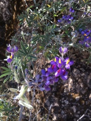 Lupinus mutabilis