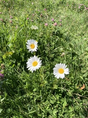 Leucanthemum vulgare