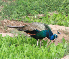 Pavo cristatus