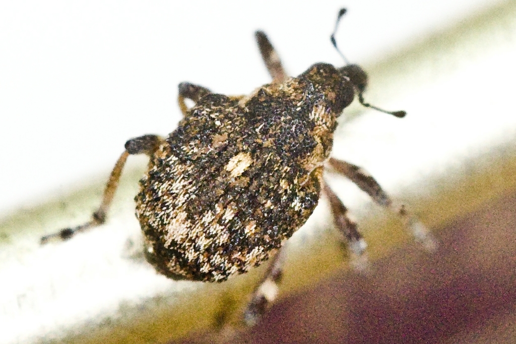 Neophytobius granatus