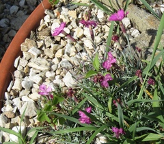 Dianthus gratianopolitanus