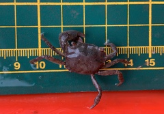Hemigrapsus penicillatus