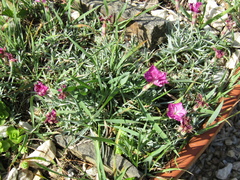 Dianthus gratianopolitanus