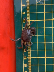 Hemigrapsus penicillatus