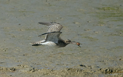 Numenius phaeopus