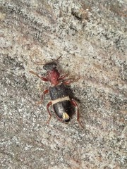 Lemidia accincta