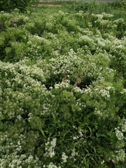Lepidium draba