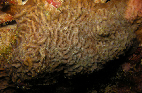 Leptoseris observed 2014-04-14