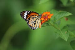Danaus genutia