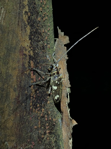 Hammatoderus nitidus image