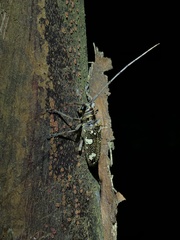 Image of Hammatoderus nitidus