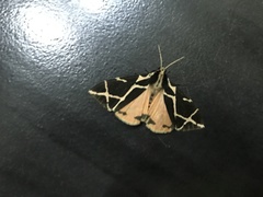 Seydelia ellioti