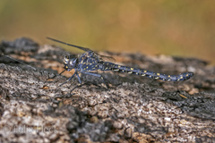 Austroaeschna anacantha