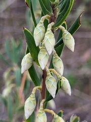 Conostephium pendulum