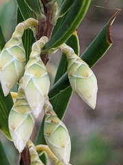 Conostephium pendulum