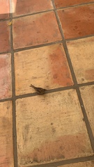 Passer hispaniolensis hispaniolensis