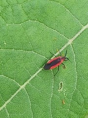 Lopidea instabilis