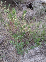 Conostephium pendulum