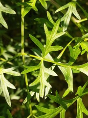 Peucedanum alsaticum