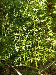 Peucedanum alsaticum