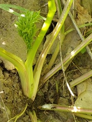 Peucedanum alsaticum