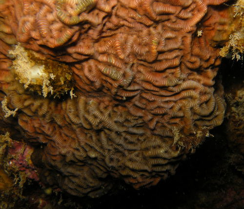 Leptoseris observed 2016-04-11